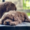 Lily RED Mini Goldendoodle     18-23lbs - Ready 8/3/2024