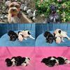 Miniature Schnauzers puppies