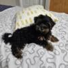 MALE YORKIPOO PUPPY FOR SALE