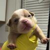 Pocket bully puppies 
