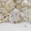 Holland lop bunny rabbit