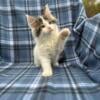 CFA Registered Maine Coon Kittens