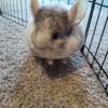 Chinchilla white female