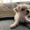 1/4 Yorkshire terrier, 1/4 Shih Tzu, 1/2 Maltese.