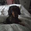 2 1/2 year old Female Dapple Dachshund 