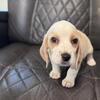 AKC Beagle Puppies
