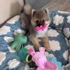 7 month old male toy pomeranian