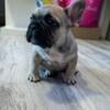 French Bulldog (LAST AVAILABLE) Male