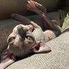 SOLD Sphynx Kitten