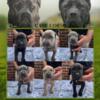 11 week old ICCF Registered Cane Corso