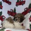 POTTY TRAINED MALE TOY POODLE