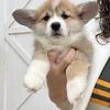 Gorgeous AKC Pembroke Welsh Corgis Available 9897630132