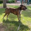 Amstaff Pitbull Brown Brindle