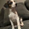 Puppies looking for homes heeler/aussie