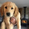 AKC pure bred Golden Retriever  for sale