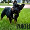 Black and Tan French Bulldog STUD ONLY