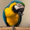 Macaw Blue and Gold