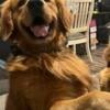 AKC Registered Golden Retriever Stud