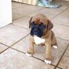 Presa Canario male puppy