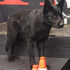 DDR Black German Shepherd female Working line 10 months