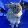 Rehoming beautiful squirrel Holland lop
