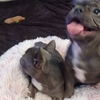 Blue male Frenchies