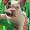 Akc French bulldog female 6 months. Loves everyone 