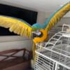 Gorgeous Blue and Gold Bolivian Macaw Male