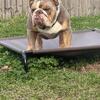 ENGLISH BULLDOG STUD SERVICE