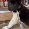 For sale Akita akc companion