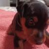 Adorable Miniature Pinscher Puppies