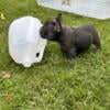 French Bull Dog puppies available