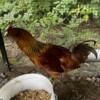 Beautiful Americana rooster