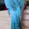 Blue Opaline Quaker parrot $600