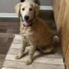  3 year old male Goldendoodle