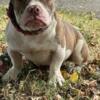 AMERICAN BULLY FEMALE