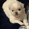 White Pekingese puppies