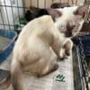 Exotic shorthair Siamese cross male