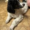 Standard Poodle Puppy Sky: White and Black Parti Sweet Girl