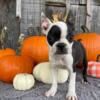 AKC Boston Terrier Female Poppy