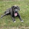 AKC blue female Great Dane