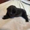 Pg1-pug black Male Akc registered