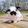 Purebred Holland lop baby bunny rabbit