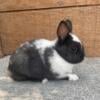 Dwarf Hotot Bunnies, males and female