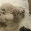 Gorgeous Siamese long haired kittens born 5/15/24