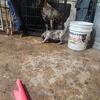 Presa canario pups for sale