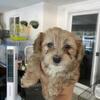 Morkie-poo puppies!!