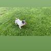 Female Exotic Bully Available 
