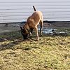 5 week old Caucasian shepherd Belgian malinois hybrid puppies