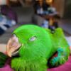 Solomon Island Eclectus Male